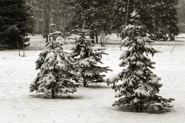 Winterlandschaft Eines Schneebedeckten Parks Winter Park Schnee Auf Den Bäumen — Stockfoto