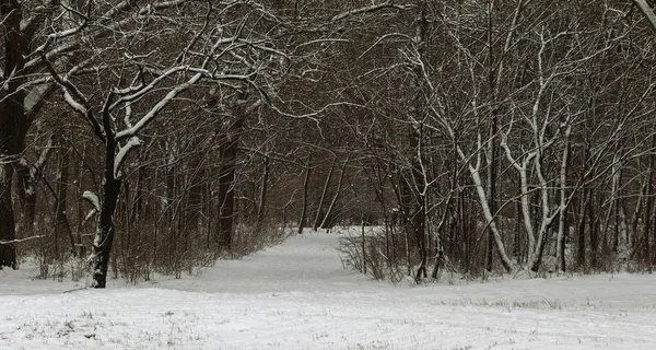 Paysage Hivernal Parc Enneigé Hiver Dans Parc Neige Sur Les — Photo