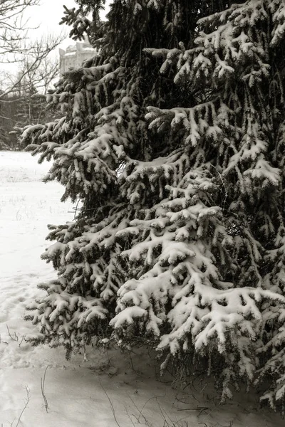 雪に覆われた公園の冬の風景 冬の公園 木の上の雪 雪の中で路地道で — ストック写真