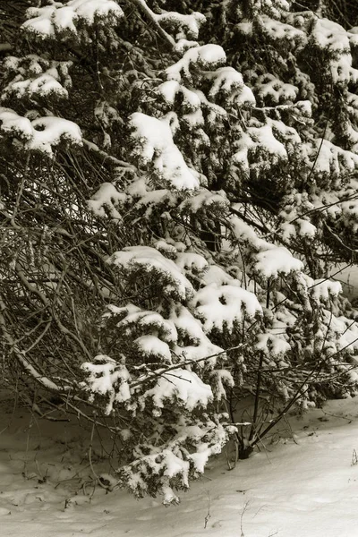 Winterlandschap Van Een Besneeuwde Park Winter Het Park Sneeuw Bomen — Stockfoto