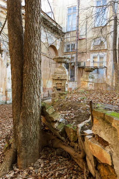 Корни Деревьев Земле Разрушают Фундамент Здания Корень Деревьев Проникает Кирпичную — стоковое фото