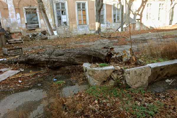 地上的树根破坏了建筑的基础 树根渗入砖墙 破坏结构 沥青路面 树与大根毁坏 损坏人行道和房子 — 图库照片