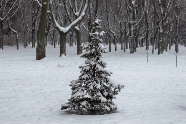 Paysage Hivernal Parc Enneigé Hiver Dans Parc Neige Sur Les — Photo