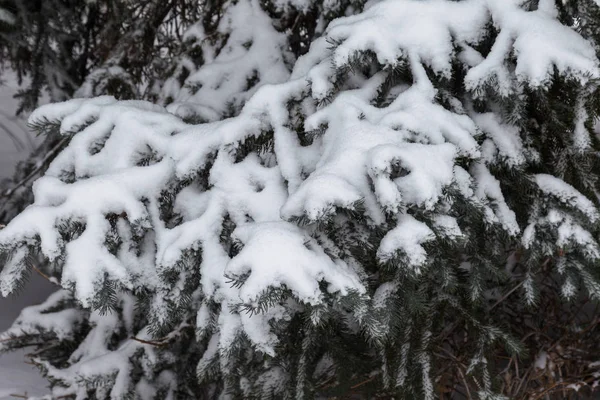 Winterlandschaft Eines Schneebedeckten Parks Winter Park Schnee Auf Den Bäumen — Stockfoto