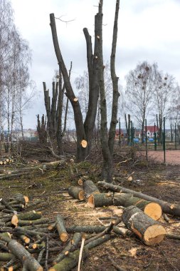 Parkta ağaçların budama ilkbahar. Kırpılan ağaçlar. Kesilen dalları, büyük günlükleri, yakacak odun çizgili