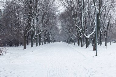 Kış manzara karla kaplı Park. Winter park, ağaçlarda kar, kar sokak yol