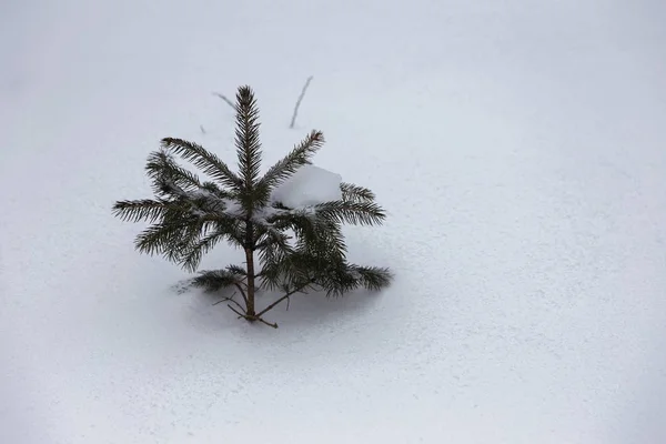 Odessa Ucrania Febrero 2018 Fuertes Nevadas Ciclón Las Calles Invierno — Foto de Stock