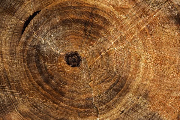 Textura Toco Corte Uma Árvore Velha Com Anéis Anuais Sobre — Fotografia de Stock