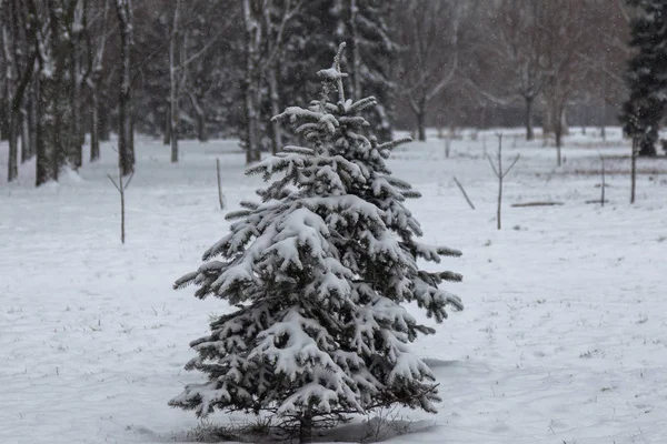 Winterlandschaft Eines Schneebedeckten Parks Winter Park Schnee Auf Den Bäumen — Stockfoto