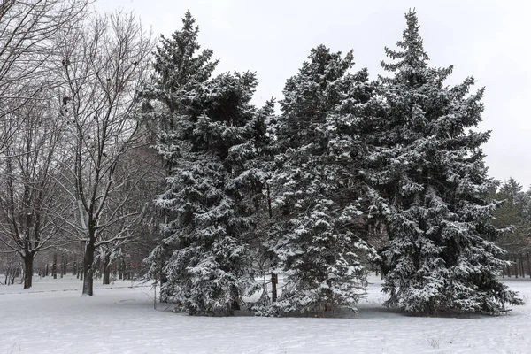 Paisaje Invernal Parque Cubierto Nieve Invierno Parque Nieve Los Árboles — Foto de Stock