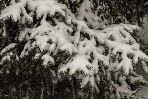 Paisagem Inverno Parque Coberto Neve Inverno Parque Neve Nas Árvores — Fotografia de Stock