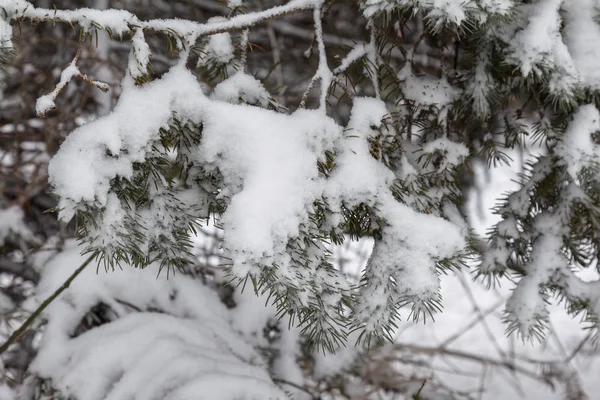 Winterlandschaft Eines Schneebedeckten Parks Winter Park Schnee Auf Den Bäumen — Stockfoto