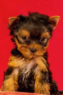 Yorkirsky korkunç Studio siyah bir arka plan. Bir güzel safkan köpek kılı köpek gösteri ile büyüleyici. Seçici odak ile