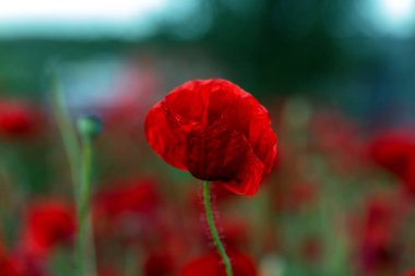 Kırmızıgelincikler yabani tarlada çiçek açar. Seçici odaklı güzel kırmızı gelincikler. Yumuşak ışıkta kırmızı gelincikler. Afyon haşhaşı. Doğal ilaçlar. Kırmızı gelincikler. Yalnız gelincik. Yumuşak odak bulanıklığı