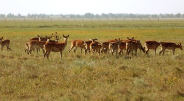 Bir vahşi doğa bozkır içinde benekli geyik sürüsü. geyik (Cervus nippon) olarak da bilinen benekli geyik veya Oskaniya Nova safari park Prairie Japon geyik. Hayvan ve yaban hayatı fotoğraf