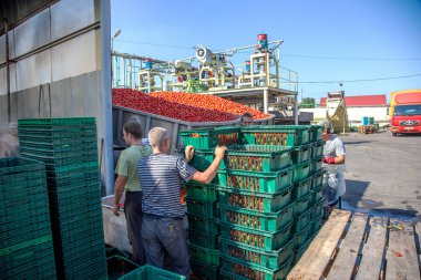 Odessa, Ukrayna - 25 Eylül 2015: domates konserve meyve ve sebze fabrika üretim çalışma süreci. Konserve Gıda üretim işçilerin. Sebze işleme.