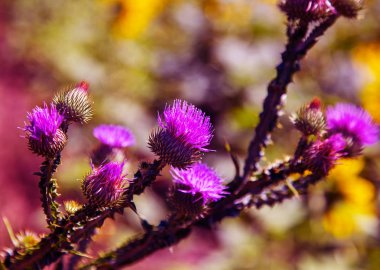 Süt thistle mübarek çiçeklerin. Marie İskoç thistle, Mary Thistle, Marian Cardus. Süt thistle çiçek moda renk tonu tedavisinde tonda. Seçici odak