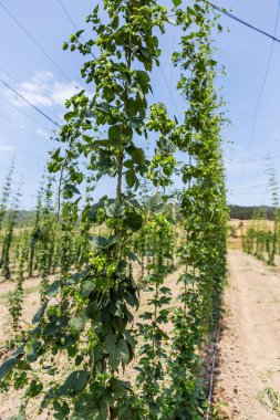 Bulgaristan Plantation büyüyen şerbetçiotu. Hop bitkiler, elit pahalı yaşam doğal bira çeşitleri üretimi için ana hammadde binlerce. seçici odak