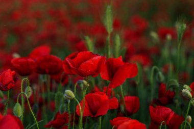 Kırmızıgelincikler yabani tarlada çiçek açar. Seçici odaklı güzel kırmızı gelincikler. Yumuşak ışıkta kırmızı gelincikler. Afyon haşhaşı. Doğal ilaçlar. Kırmızı gelincikler. Yalnız gelincik. Yumuşak odak bulanıklığı