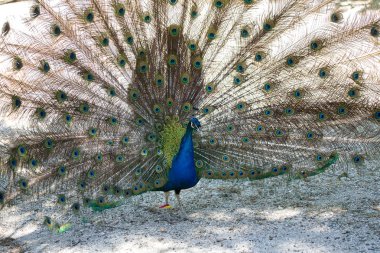 Güzel bir tavus kuşu tüyleri ile portresi. Güzel Hint tavuskuşu kuyruk parlak tüyleri ile. Parlak kuyruk tüyleri karışık renkler