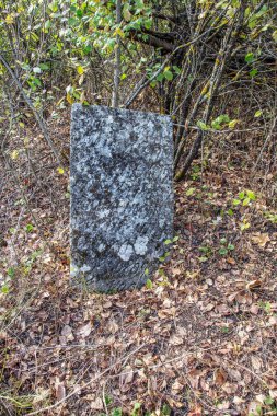 Halı mor papatya çiçekler arka plan, odak seçici odak. Tasarım kartı için çiçek arka plan