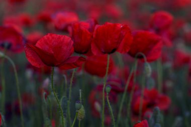 Kırmızıgelincikler yabani tarlada çiçek açar. Seçici odaklı güzel kırmızı gelincikler. Yumuşak ışıkta kırmızı gelincikler. Afyon haşhaşı. Doğal ilaçlar. Kırmızı gelincikler. Yalnız gelincik. Yumuşak odak bulanıklığı