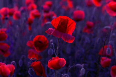 Vahşi alanda çiçek kırmızı haşhaş çiçeği. Seçici odak ile güzel alan kırmızı haşhaş. Yumuşak ışık kırmızı dönüştürülmesini anlatanlar gibi. Haşhaş. Kırmızı haşhaş Glade. Tonlama. Yaratıcı karanlık düşük anahtar işleme