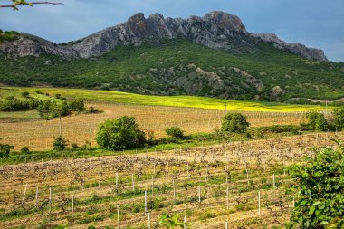 Genç bahar üzüm alanları Kırım dağ silsilesi arka planda bir dağ vadi görüntüsü. Plantation üzüm, kırsal pitoresk doğal peyzaj