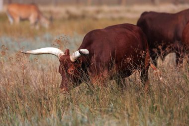 Texas'ın güzel bir sürüsü yüksek çim Ulusal Safari park, Oskaniya Nova, dinleniyor. Vahşi Texas'ın rezerv bozkır içinde nadir nesli tehlike altında olan tür. Nesli tükenmekte olan hayvanların kırmızı kitap