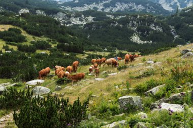 Yeşil vadi ve arka plan, Bulgaristan, Pirin dağ dağ zirveleri ile taze yeşil dağda otlayan inekler dağlarda pastoral yaz peyzaj mera