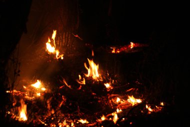 Orman yangını. düşmüş ağaç duman zaman zemin çok üzerinde yanmış vildfire. ateş her şeyi bırakmak tek yanık ağaç ve ashe yok eder. Doğal afet orman yanıyor. Orman yangınları görselleştirme