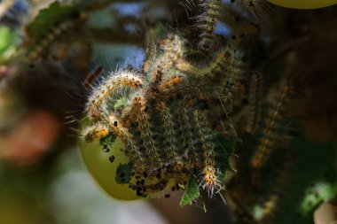 Tırtıllar ağaçta kozalar yaptılar. Tırtıllar ağaçtaki tüm yaprakları yediler ve kozadaki ağ dallarını sardılar. Kelebek tırtılı koza içinde çürüyen ağacın dallarında. Tarım Böcekleri