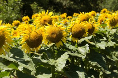 Parlak sarı, turuncu alanda ayçiçeği. Güneşli günde ayçiçeği alanının güzel kırsal manzara. Çiftlik alanı, kırpma için yemeklik yağ olarak yetiştirilen çiçek. Kartı için arka plan olarak. Seçici odak