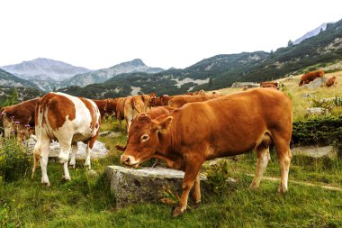 Yeşil vadi ve arka plan, Bulgaristan, Pirin dağ dağ zirveleri ile taze yeşil dağda otlayan inekler dağlarda pastoral yaz peyzaj mera