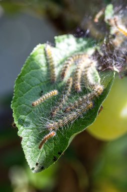 Tırtıllar ağaçta kozalar yaptılar. Tırtıllar ağaçtaki tüm yaprakları yediler ve kozadaki ağ dallarını sardılar. Kelebek tırtılı koza içinde çürüyen ağacın dallarında. Tarım Böcekleri