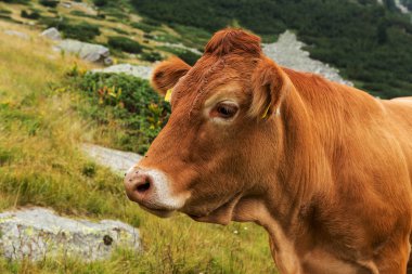 Yeşil vadi ve arka plan, Bulgaristan, Pirin dağ dağ zirveleri ile taze yeşil dağda otlayan inekler dağlarda pastoral yaz peyzaj mera