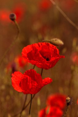 Parlak güneşli bir günde bahar tarlasında kırmızı gelincik çiçekleri
