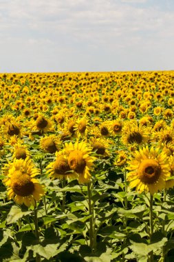 Parlak sarı, turuncu alanda ayçiçeği. Güneşli yaz günü ayçiçeği alanının güzel kırsal manzara. çiftlik sahasında çiçek. kırpma için yemeklik yağ olarak büyüdü. güzel parlak renkli çiçekler