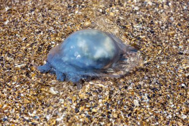 Daha fazla derinlik penetrasyon soğuk akışının bir sonucu olarak deniz göle yüzen deniz anası. Yüzme insanlar için risk. Ne kadar sıradışı arka plan dekorasyon ve yaratıcı tasarım için. Dalga deniz yoluyla güzel efektler