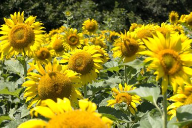 Parlak sarı, turuncu alanda ayçiçeği. Güneşli günde ayçiçeği alanının güzel kırsal manzara. Çiftlik alanı, kırpma için yemeklik yağ olarak yetiştirilen çiçek. Kartı için arka plan olarak. Seçici odak