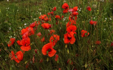 Kırmızı haşhaş vahşi sahada çiçek çiçekler. Seçici odak ile güzel alan kırmızı haşhaş. yumuşak ışık. Moda yaratıcı tonlama. Yaratıcı karanlık alt anahtarında işleme. Kartı için çiçek arka plan