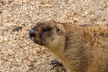 Alp büyük kuş kafesi Hayvanat Bahçesi (Marmota Marmota) dağ sıçanı. Güzel gelenek - kahramanı Groundhog hava gün Groundhog öngörür.