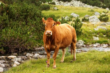 Yeşil vadi ve arka plan, Bulgaristan, Pirin dağ dağ zirveleri ile taze yeşil dağda otlayan inekler dağlarda pastoral yaz peyzaj mera