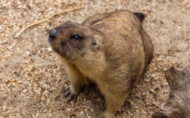 Alp büyük kuş kafesi Hayvanat Bahçesi (Marmota Marmota) dağ sıçanı. Güzel gelenek - kahramanı Groundhog hava gün Groundhog öngörür.