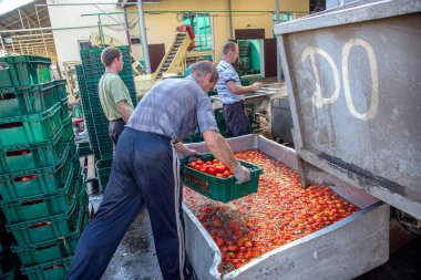 Odessa, Ukrayna - 25 Eylül 2015: domates konserve meyve ve sebze fabrika üretim çalışma süreci. Konserve Gıda üretim işçilerin. Sebze işleme.