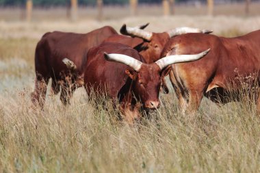 Texas'ın güzel bir sürüsü yüksek çim Ulusal Safari park, Oskaniya Nova, dinleniyor. Vahşi Texas'ın rezerv bozkır içinde nadir nesli tehlike altında olan tür. Nesli tükenmekte olan hayvanların kırmızı kitap