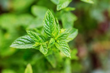 Nane yaprakları. nane nane yeşil zemin üzerine. Taze nane şekeri closeup doku veya soyut kalıyor. Peppermint.Thai bitkisel yeşil yaprak koku antioksidan ve anti-kanserojen özelliği vardır