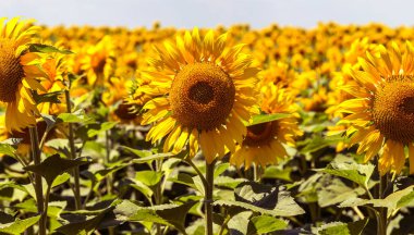 Parlak sarı, turuncu alanda ayçiçeği. Güneşli günde ayçiçeği alanının güzel kırsal manzara. Çiftlik alanı, kırpma için yemeklik yağ olarak yetiştirilen çiçek. Kartı için arka plan olarak. Seçici odak