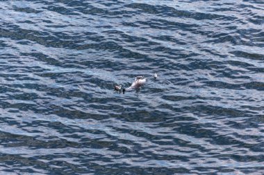 Dead sea yunus yeme martılar. Yunuslar olarak deniz avlayan balıkçı ağlarına ölmek. Vahşi insan müdahalesi hayatından kaybı. Deniz deniz ölü yunus, gagalamayı martılar. Karadeniz'in vahşi doğa