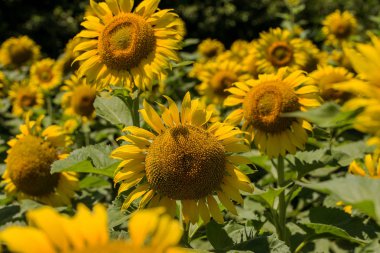 Parlak sarı, turuncu alanda ayçiçeği. Güneşli yaz günü ayçiçeği alanının güzel kırsal manzara. çiftlik sahasında çiçek. kırpma için yemeklik yağ olarak büyüdü. güzel parlak renkli çiçekler